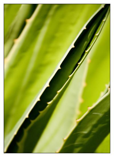 Cactus Abstract 2
